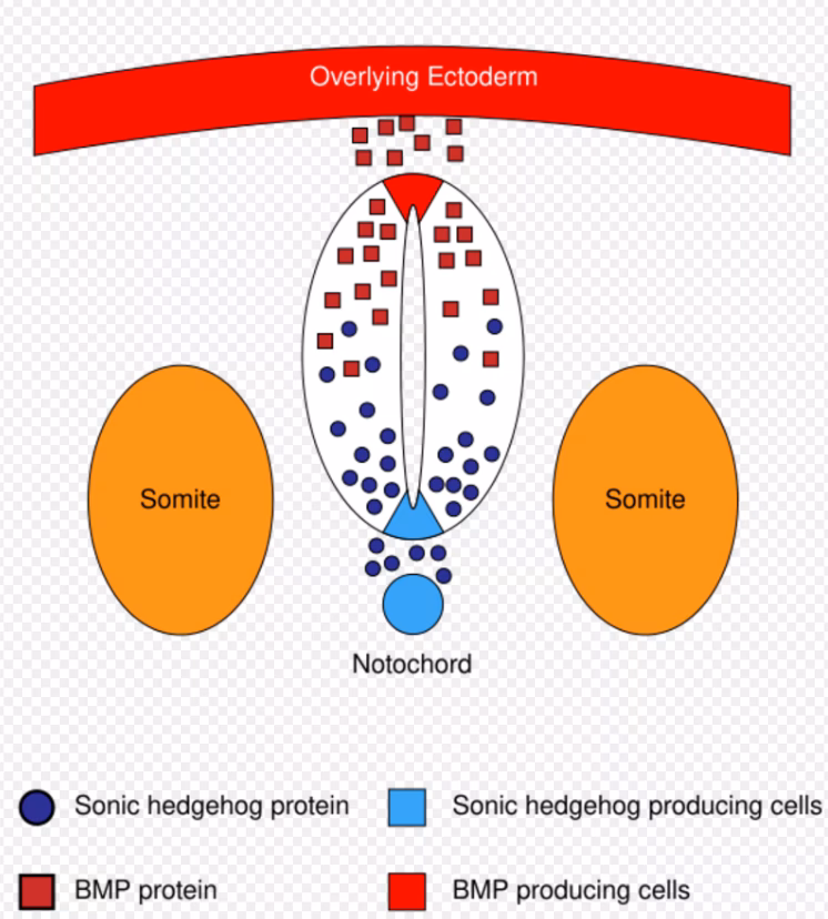 What is Sonic hedgehog in neuroscience?