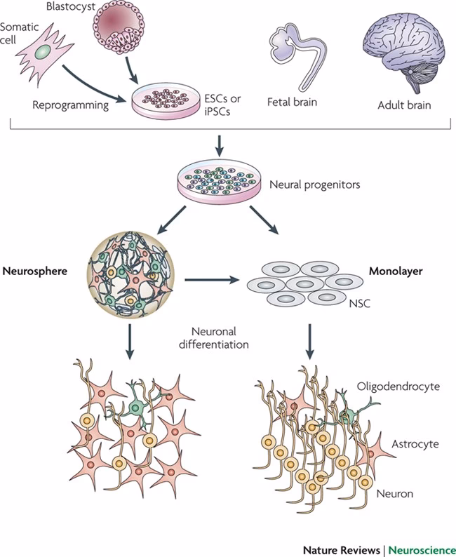 What are 2 neurological disorders that may be helped by stem cells?