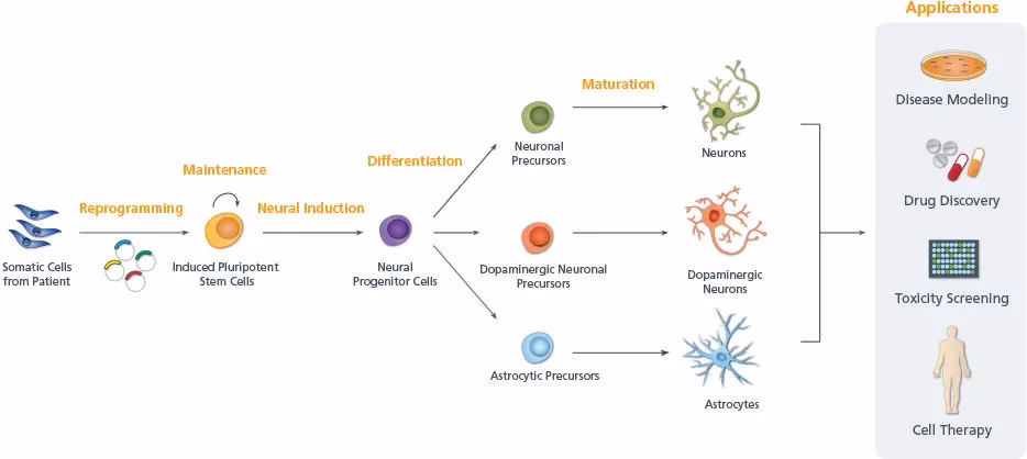 What are stem cells in neuroscience?
