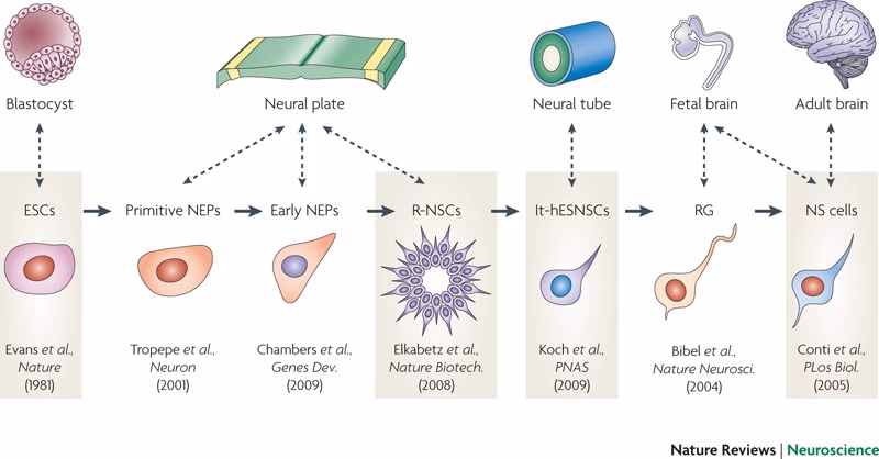 What are stem cells in neuroscience?