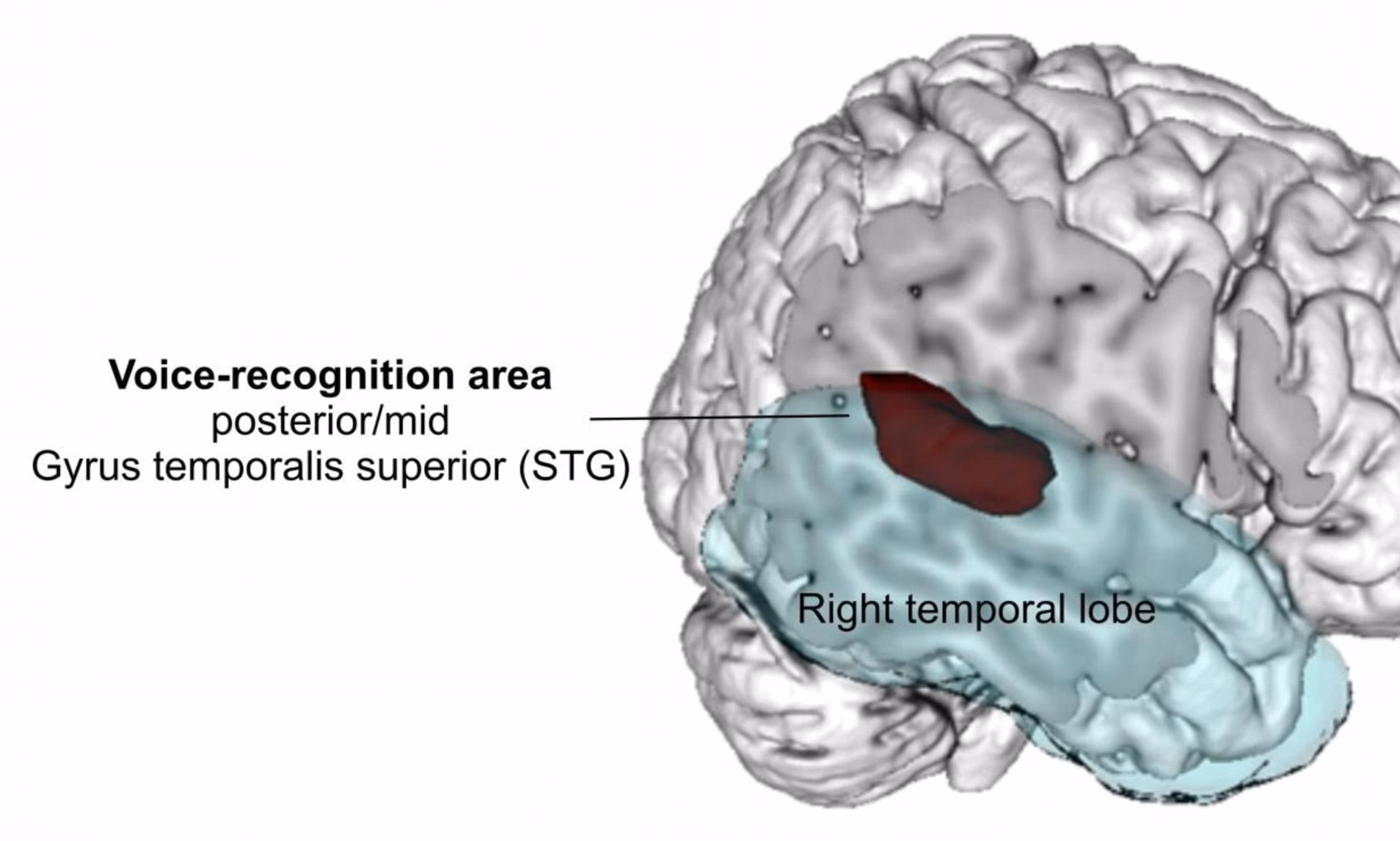 What is STG in neuroscience?