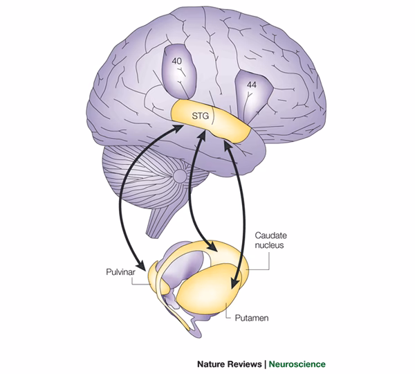 Where is the STG located in the brain?