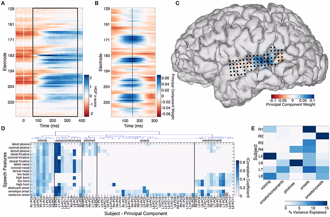 What is STG in neuroscience?