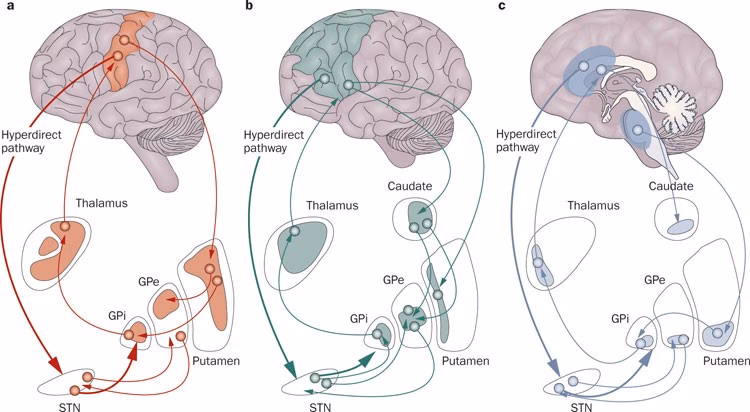 What is STN in neuroscience?