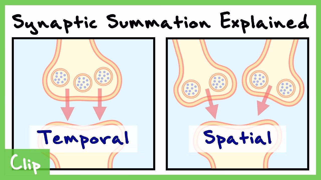 What is the difference between facilitation and summation?