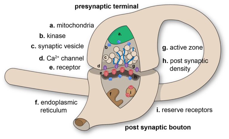 Plasticidad Sináptica: Clave del Cerebro | iNeurociencias