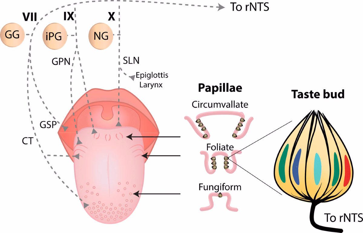 What neuro pathway is taste?