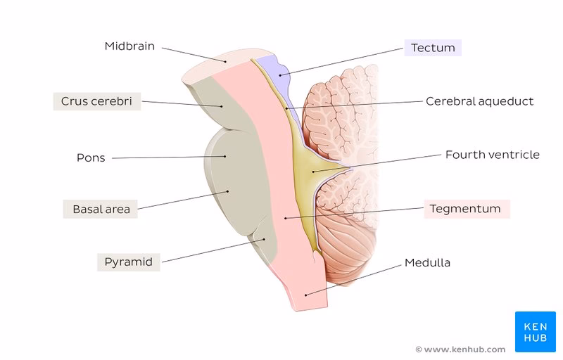 What is the difference between the tectum and the colliculus?