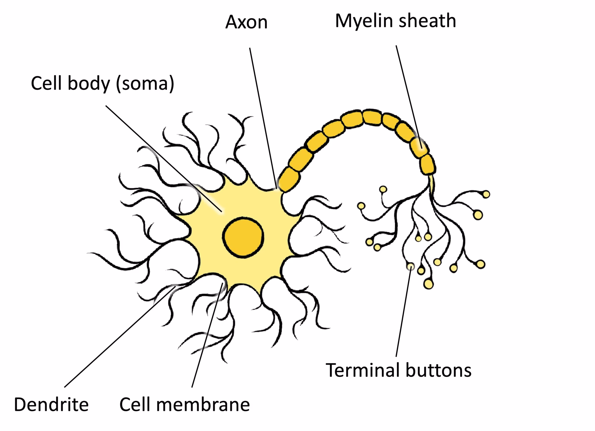 What is the role of the terminal buttons in the communication between neurons?