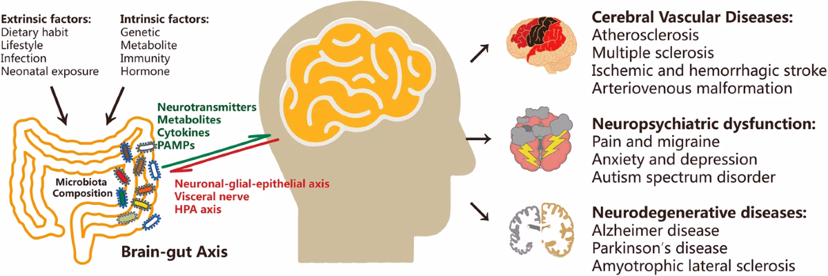 What is the gut microbiome in psychology?