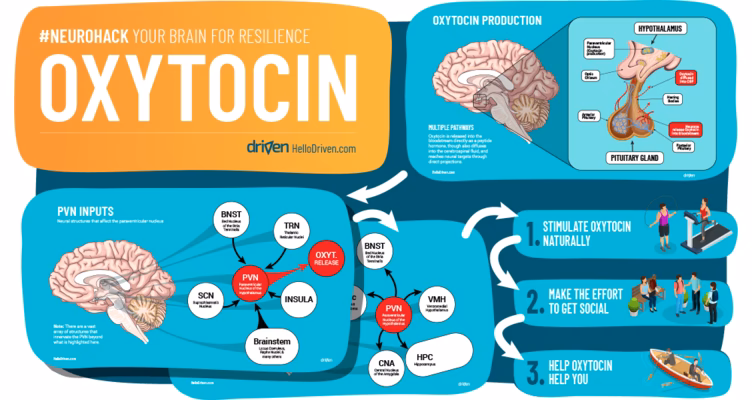 What part of the brain controls trust?