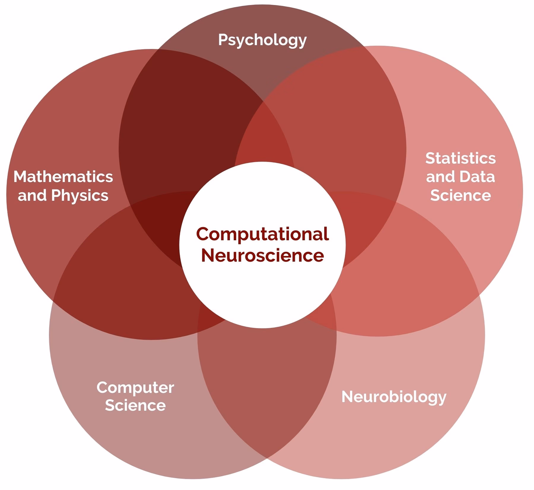 What do theoretical neuroscientists do?