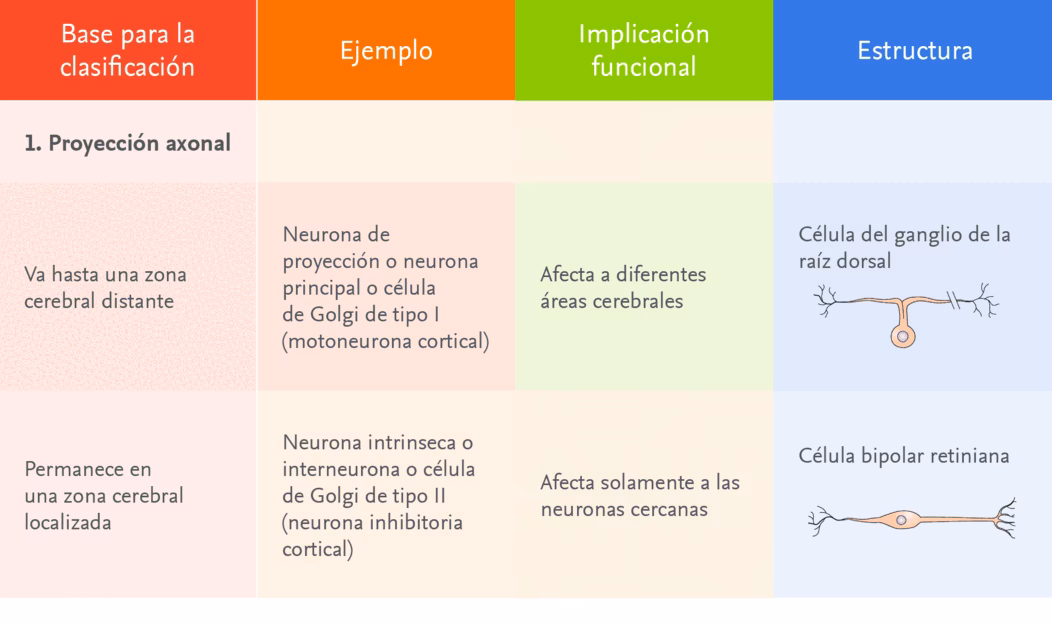 ¿Cuáles son los tipos de neuronas y sus funciones?