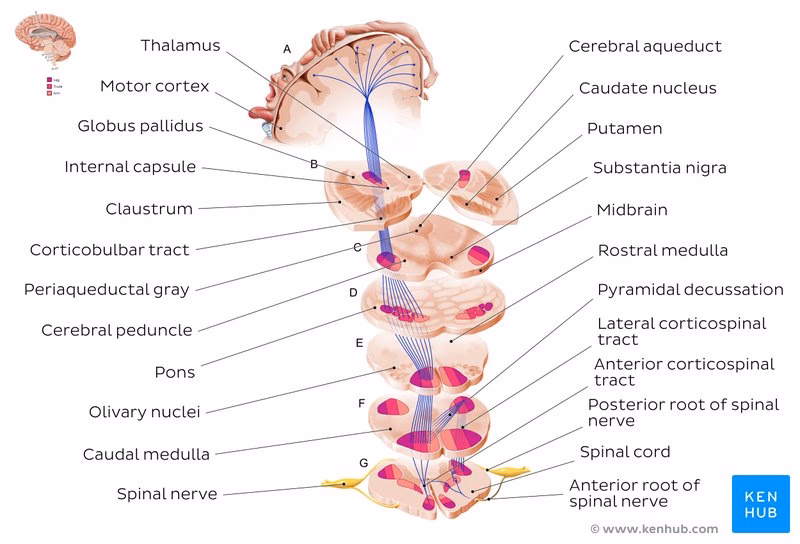 What are the 4 extrapyramidal tracts?