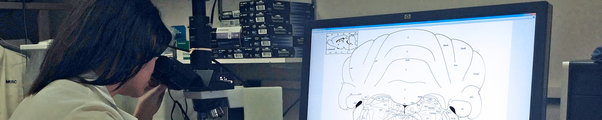 What programs is UMass Boston known for?