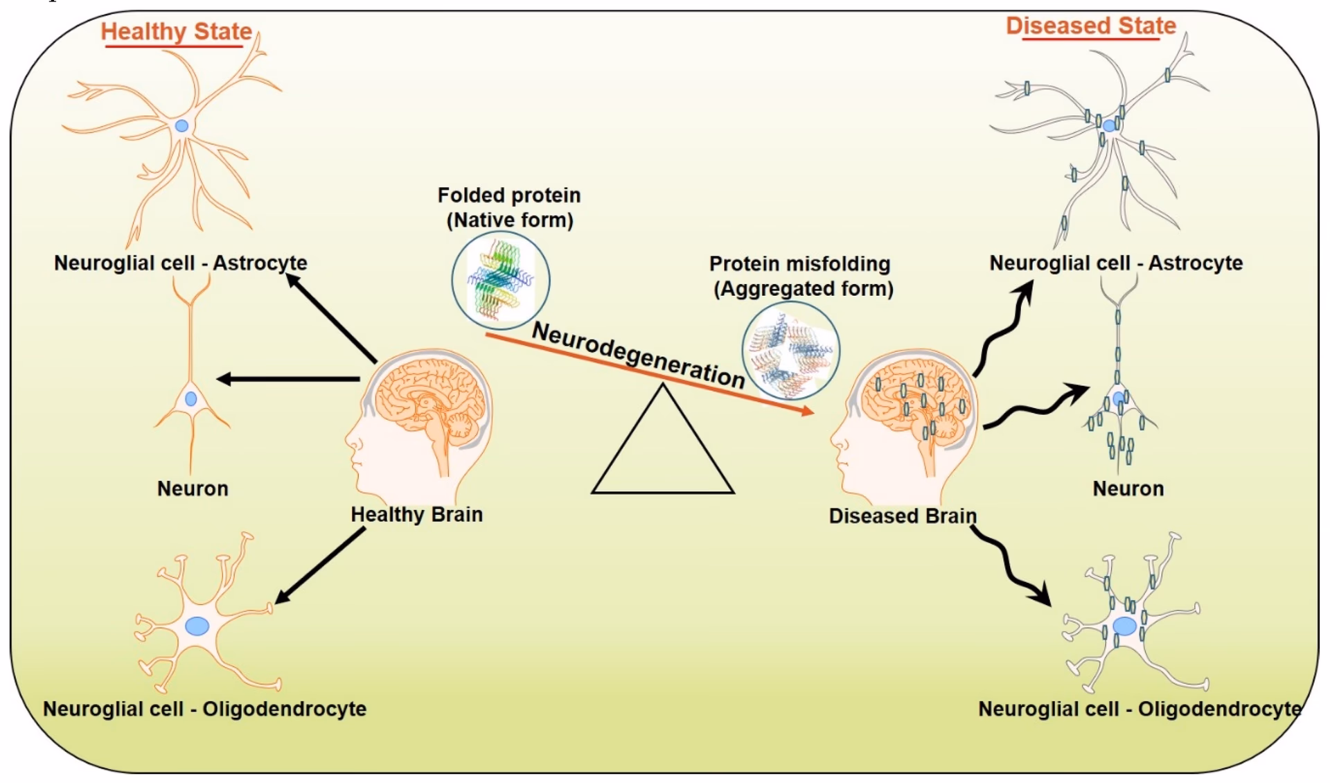 What is the clinical significance of taurine?