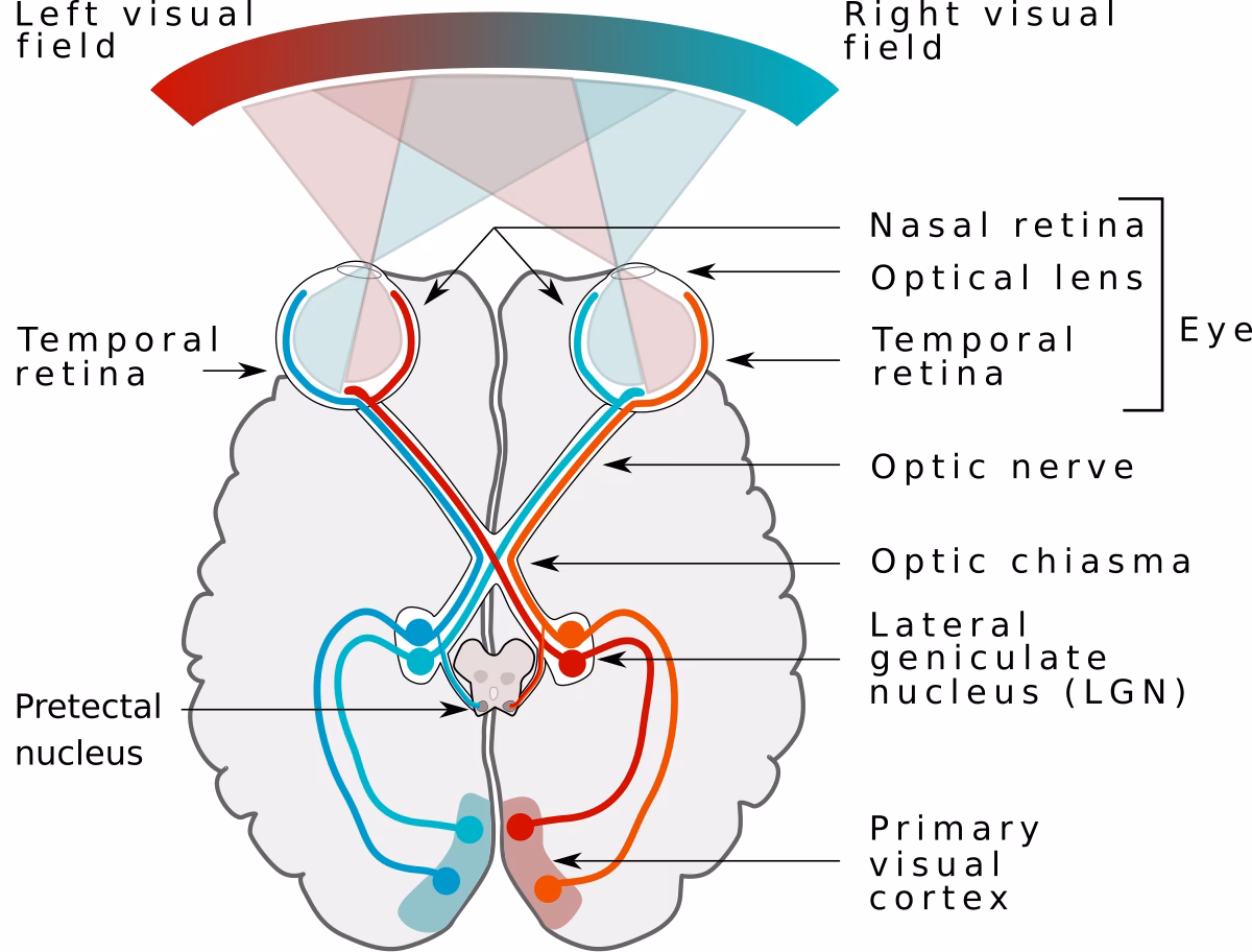What is the visual system of the sensory system?