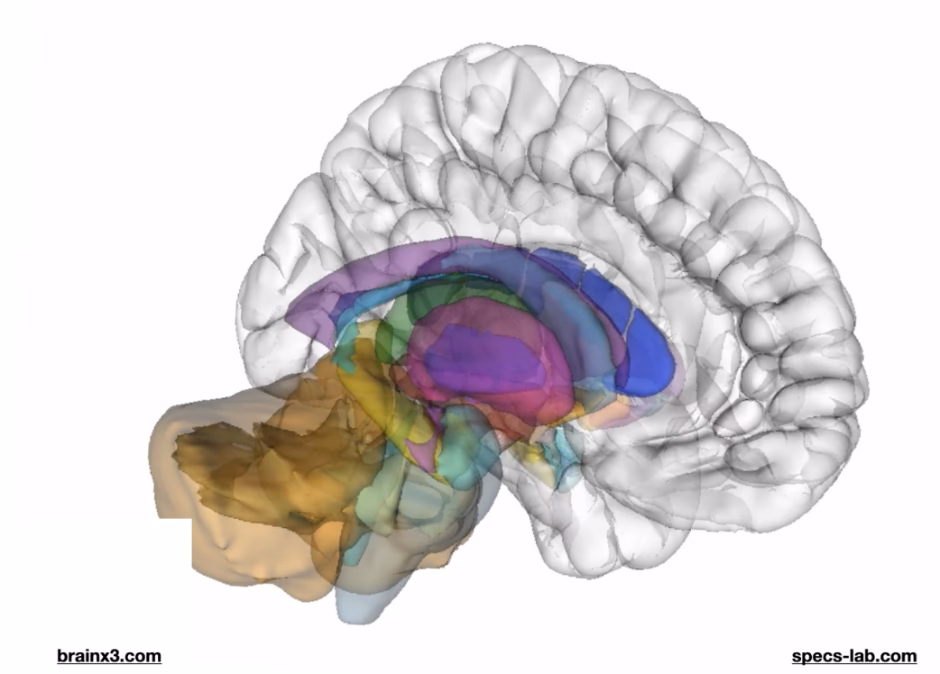 ¿Qué parte del cerebro es responsable de la voluntad?