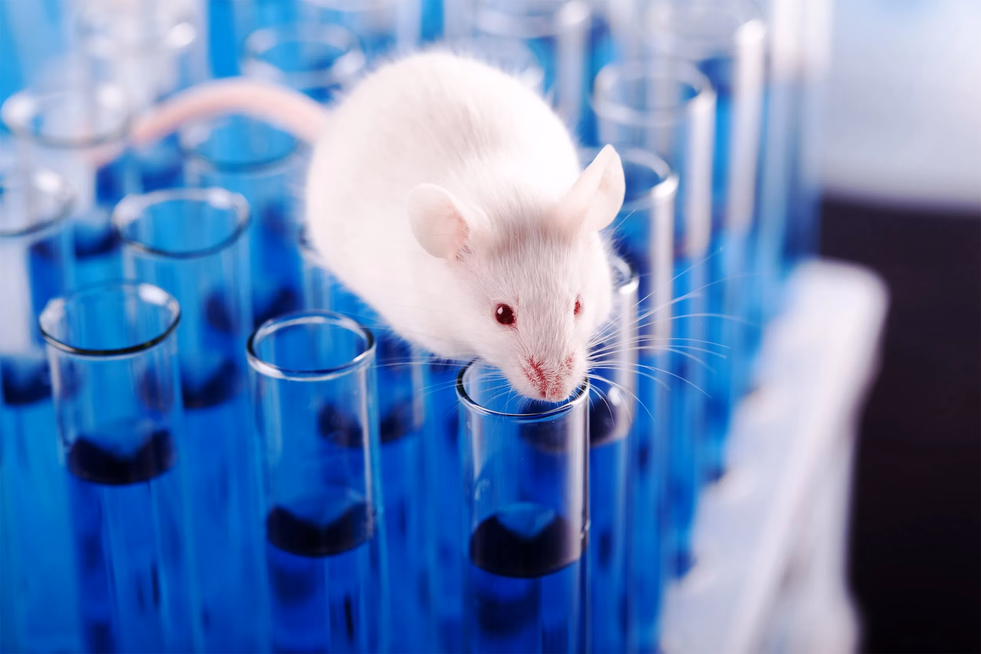Why are animal models used in neuroscience?