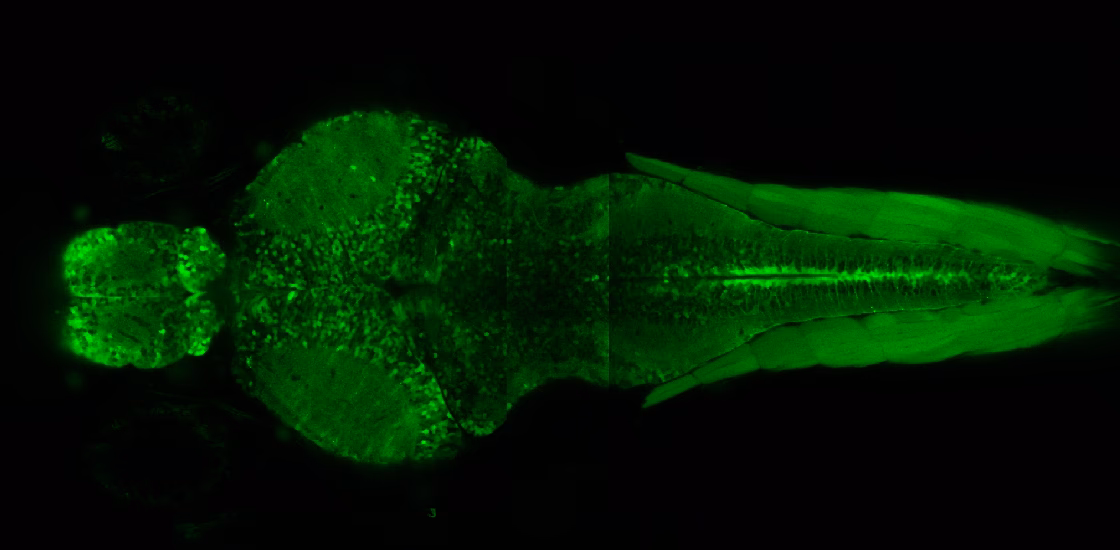 Why are zebrafish used in neuroscience research?