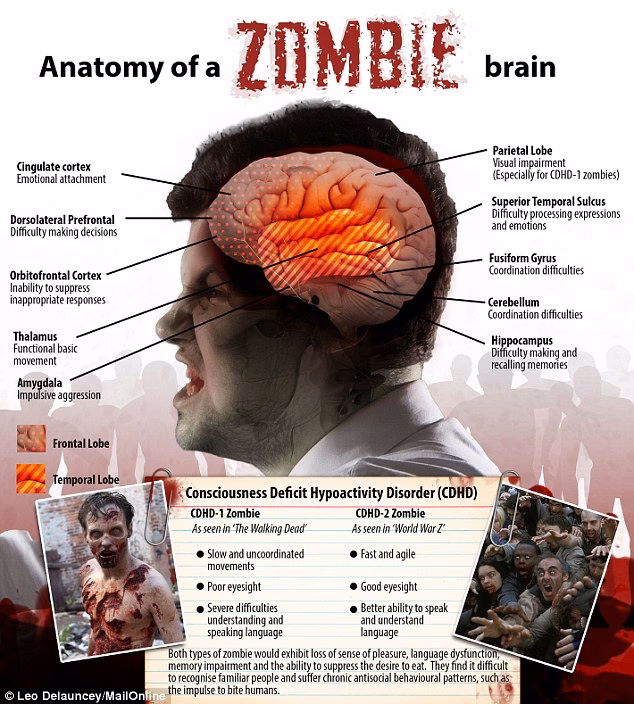 What is the Neuroanatomy of a zombie?